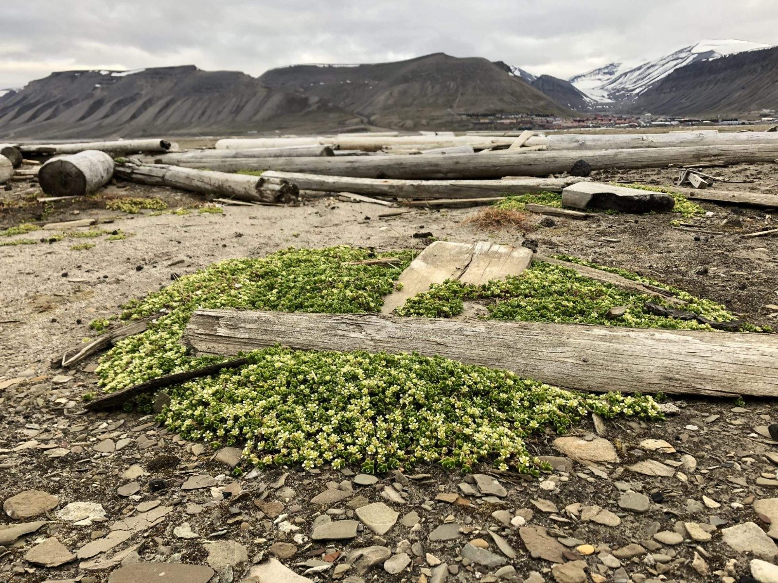 Arctic Flora