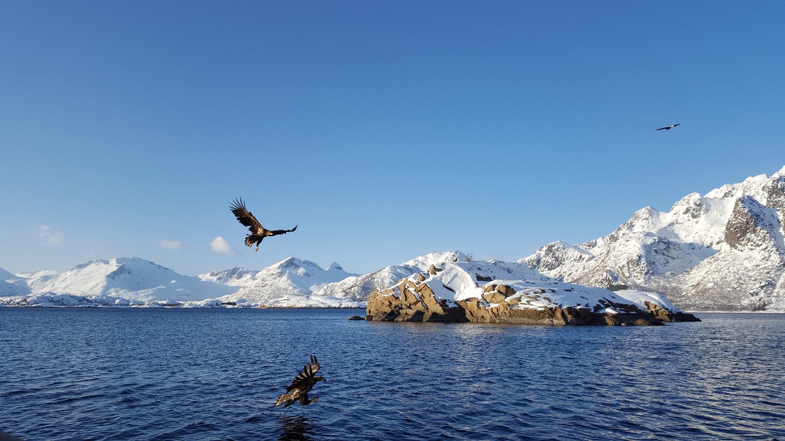 Sea Eagle Nests