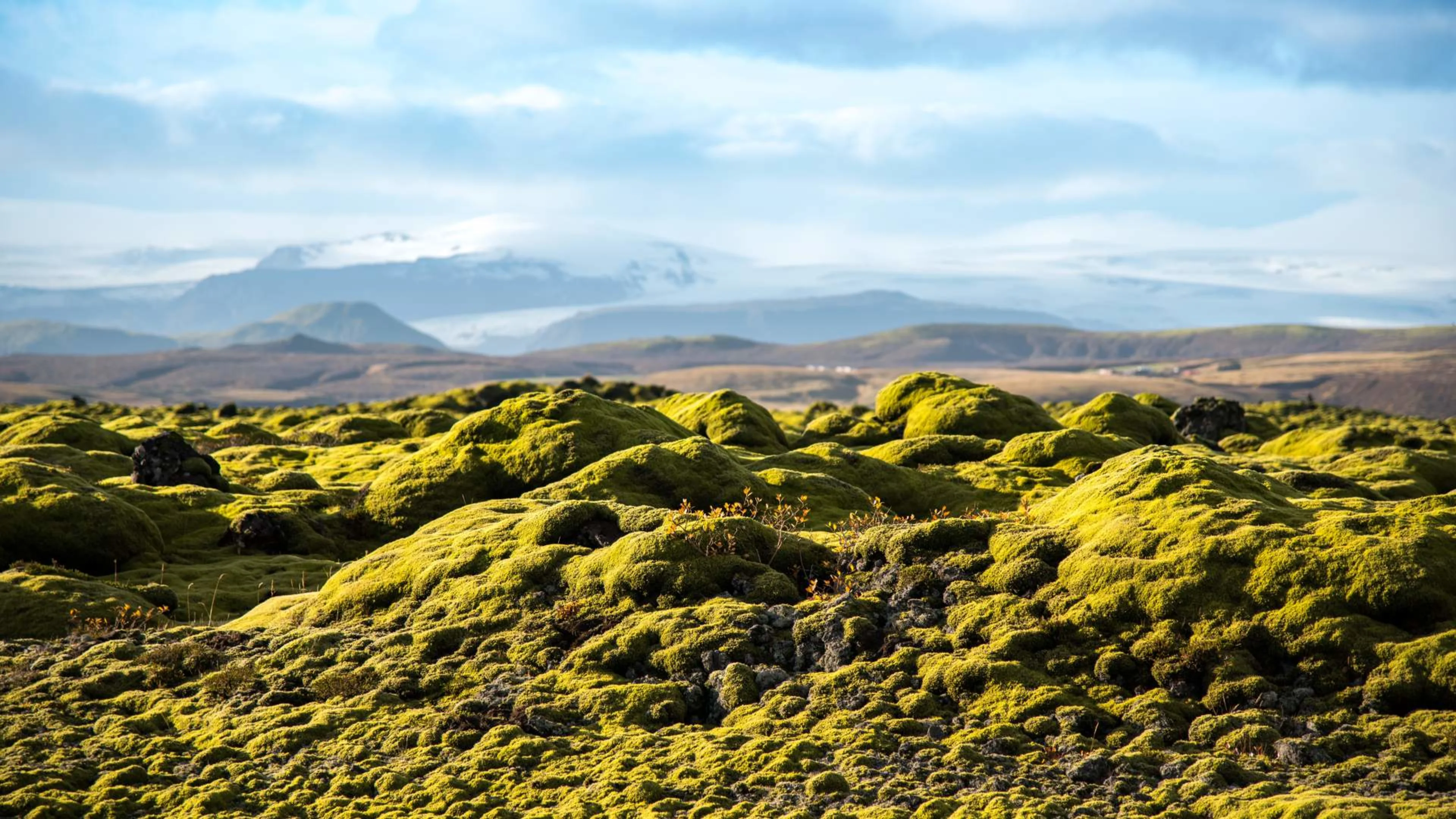 The Mossy Ridge