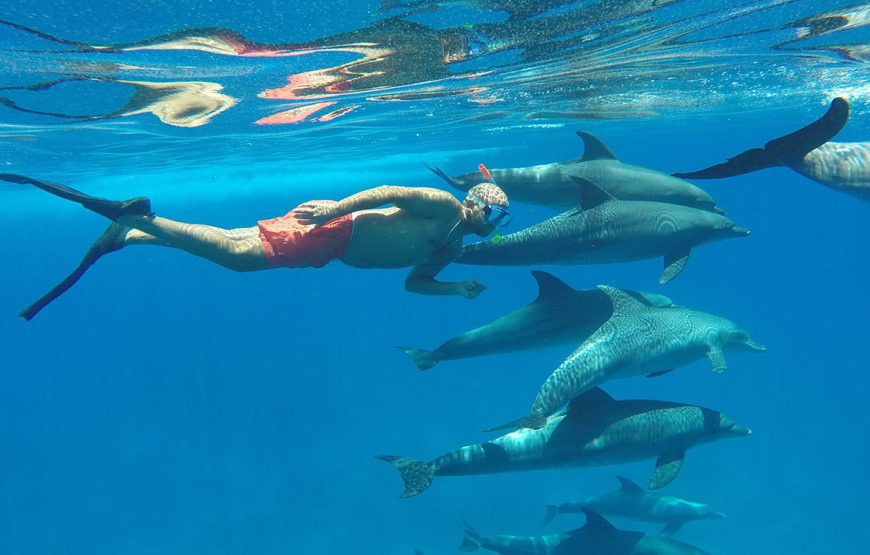 Le Morne Swim With Dolphins