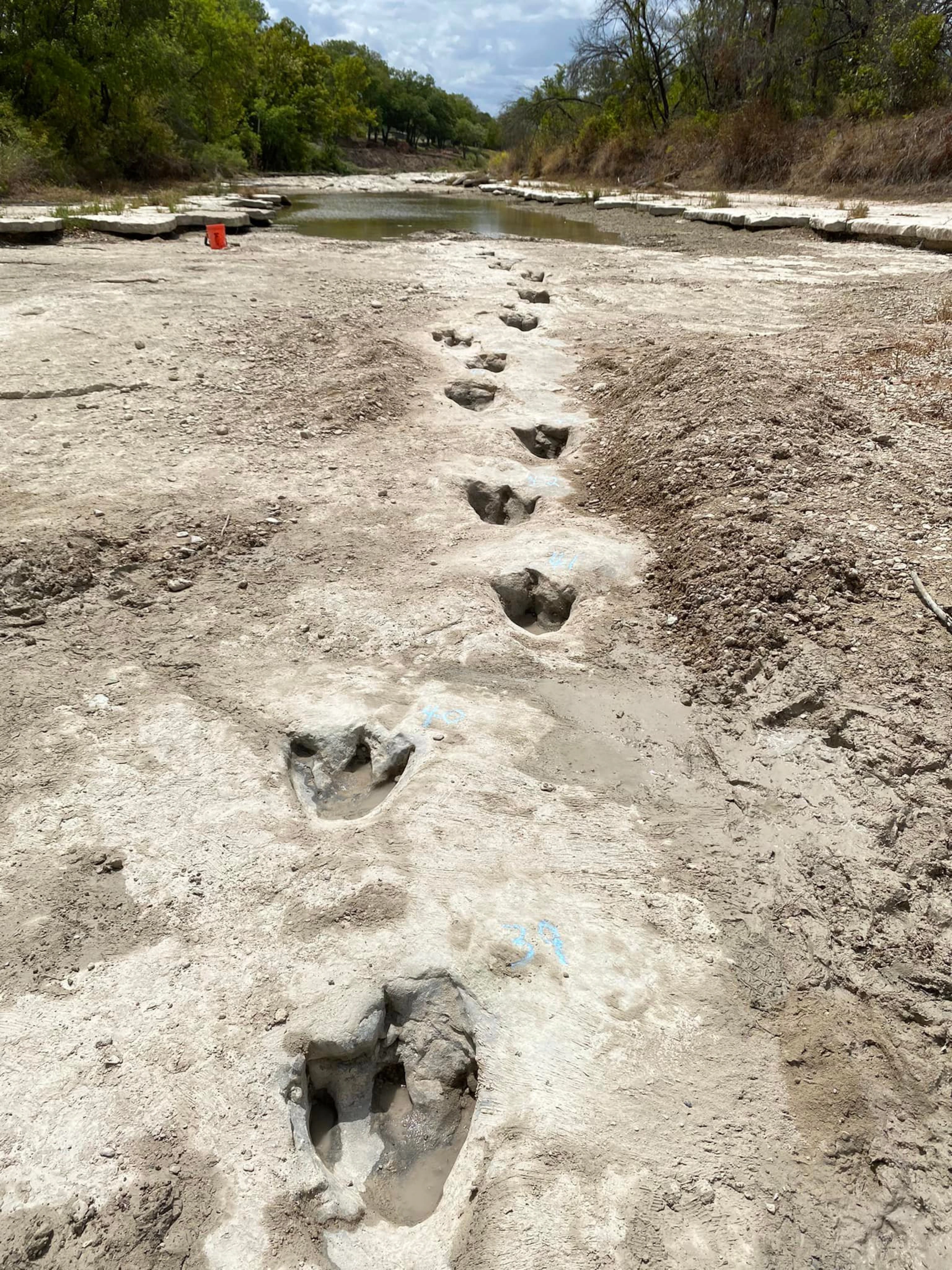 Dinosaur Tracksite