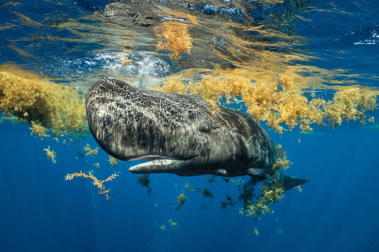 AGOA Marine Sanctuary