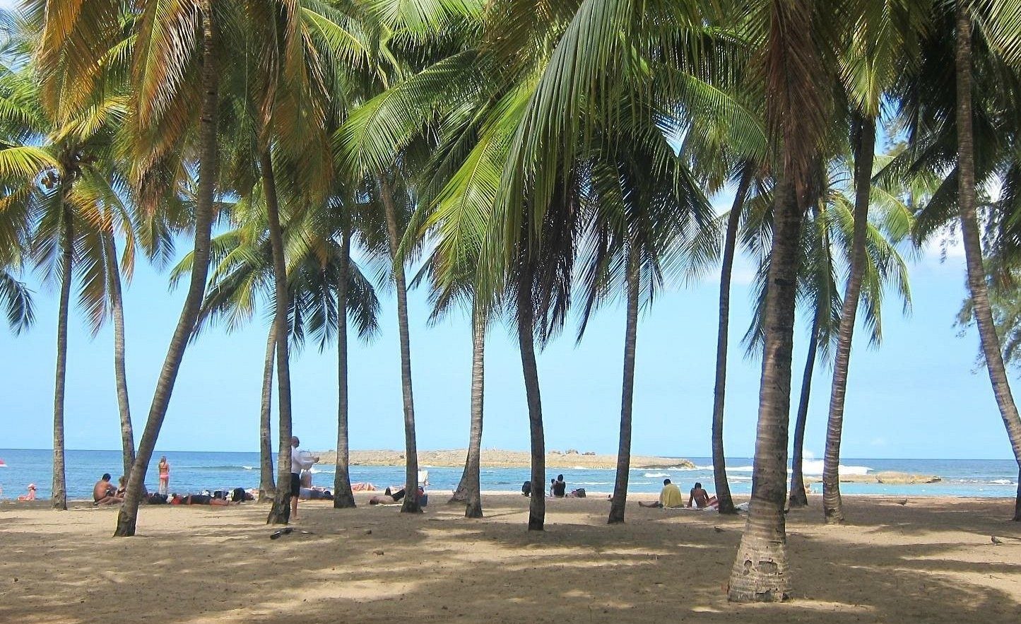 Palm Tree Groves