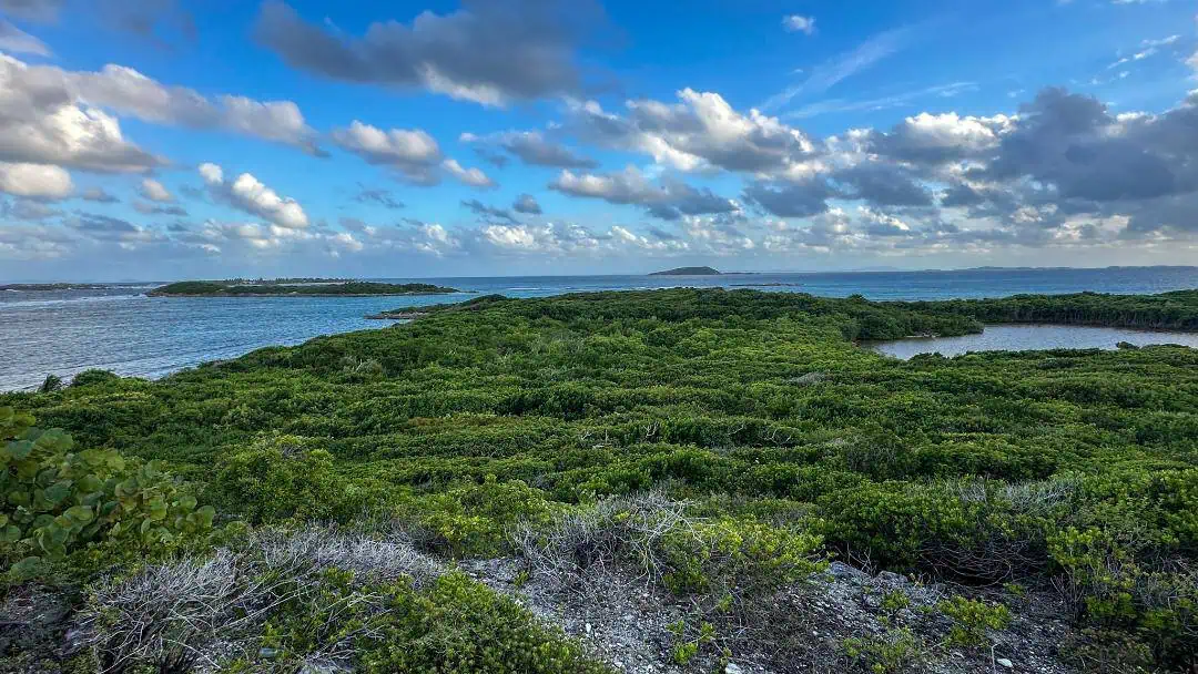 Coastal Vegetation Fringe