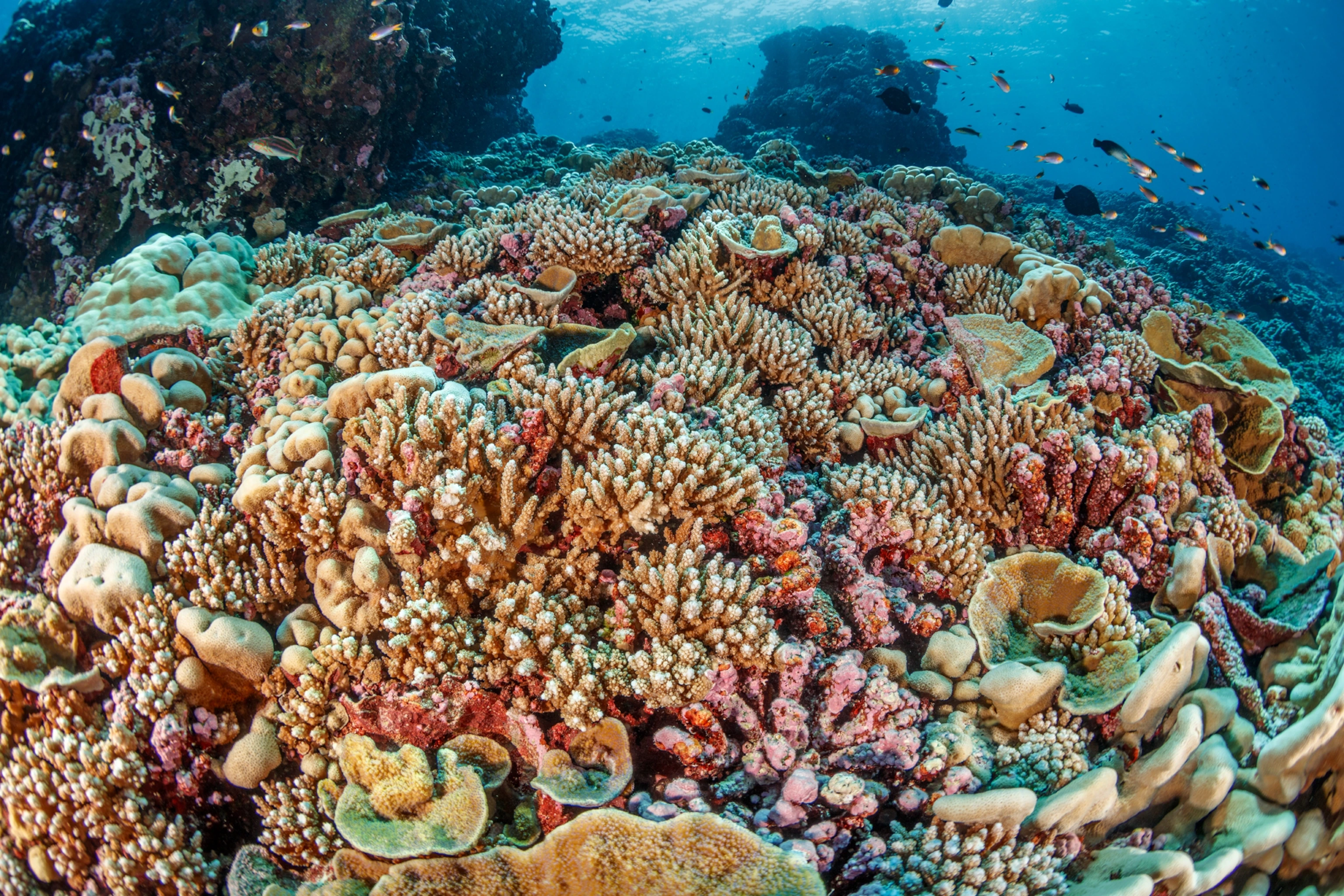 Coral Reef Systems