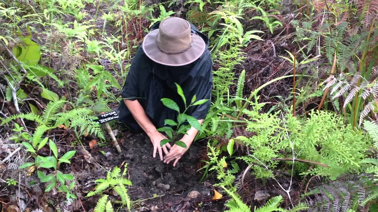 Pesalat Reforestation Site