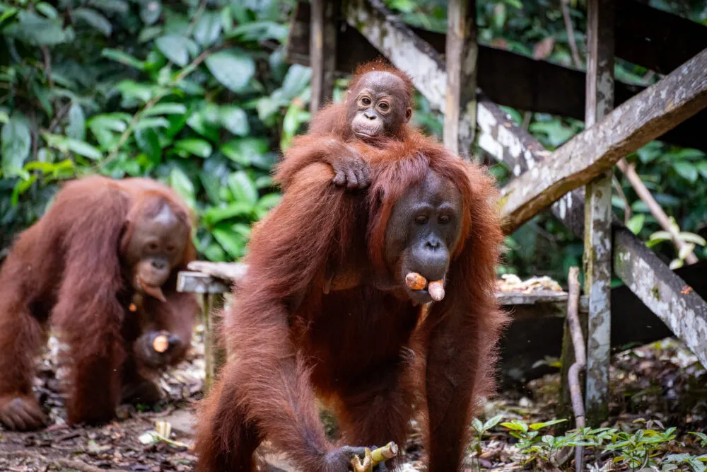 Tanjung Puting National Park Orangutan Tour