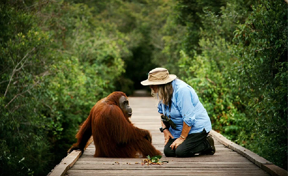 Camp Leakey Feeding Platform