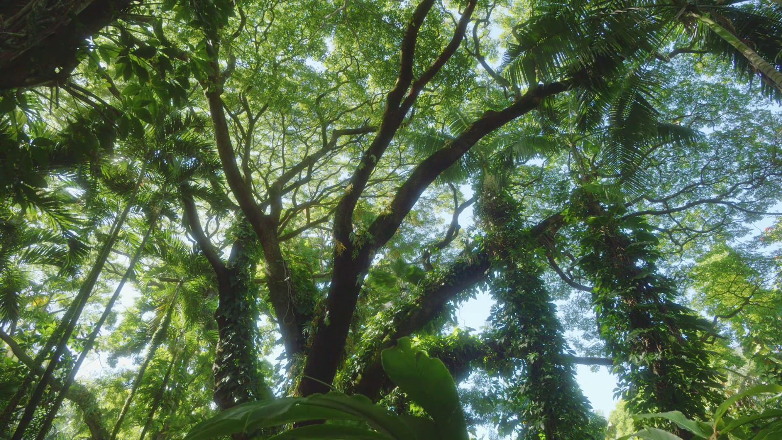 Forest Canopy Path