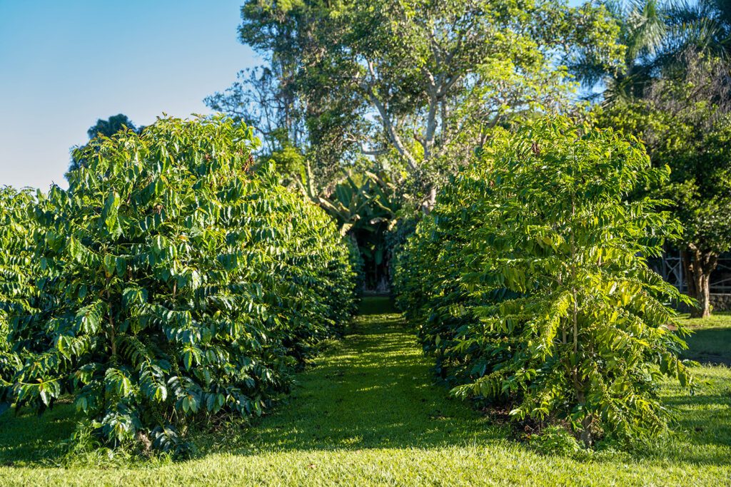 Coffee Plantation Row