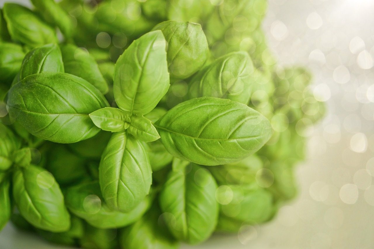 Ligurian Basil