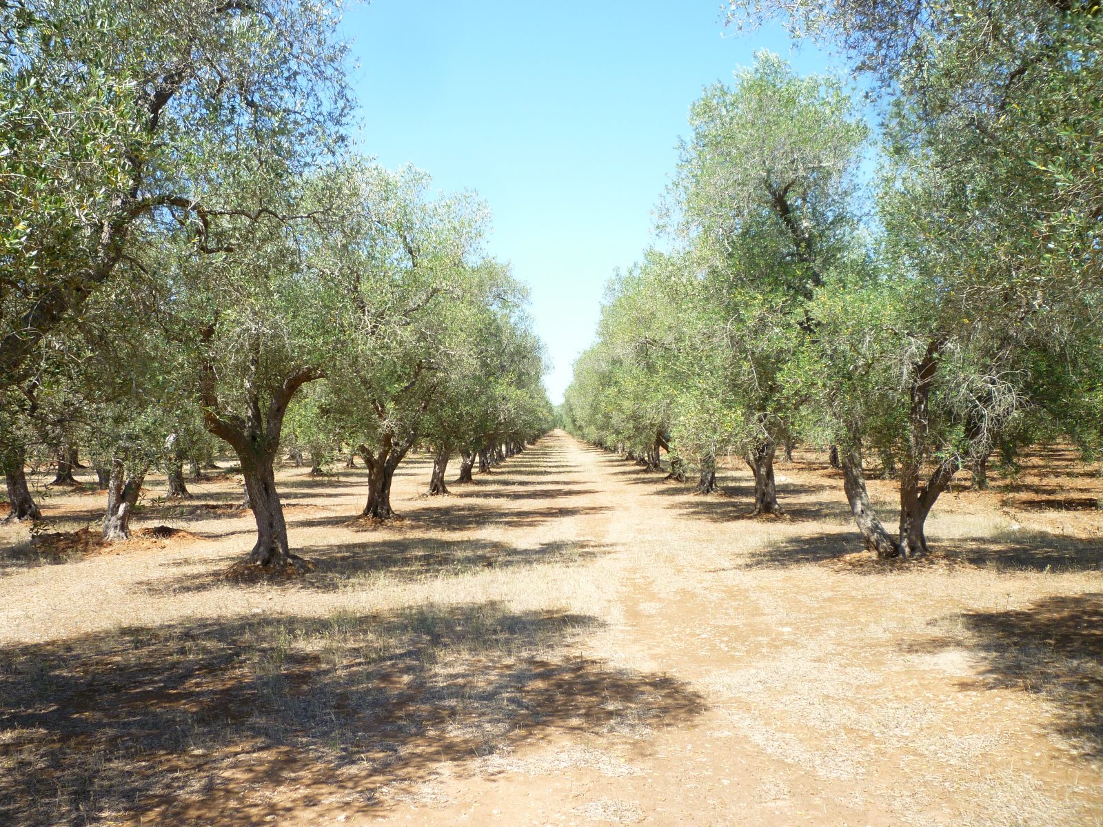 The Olive Grove Pathway