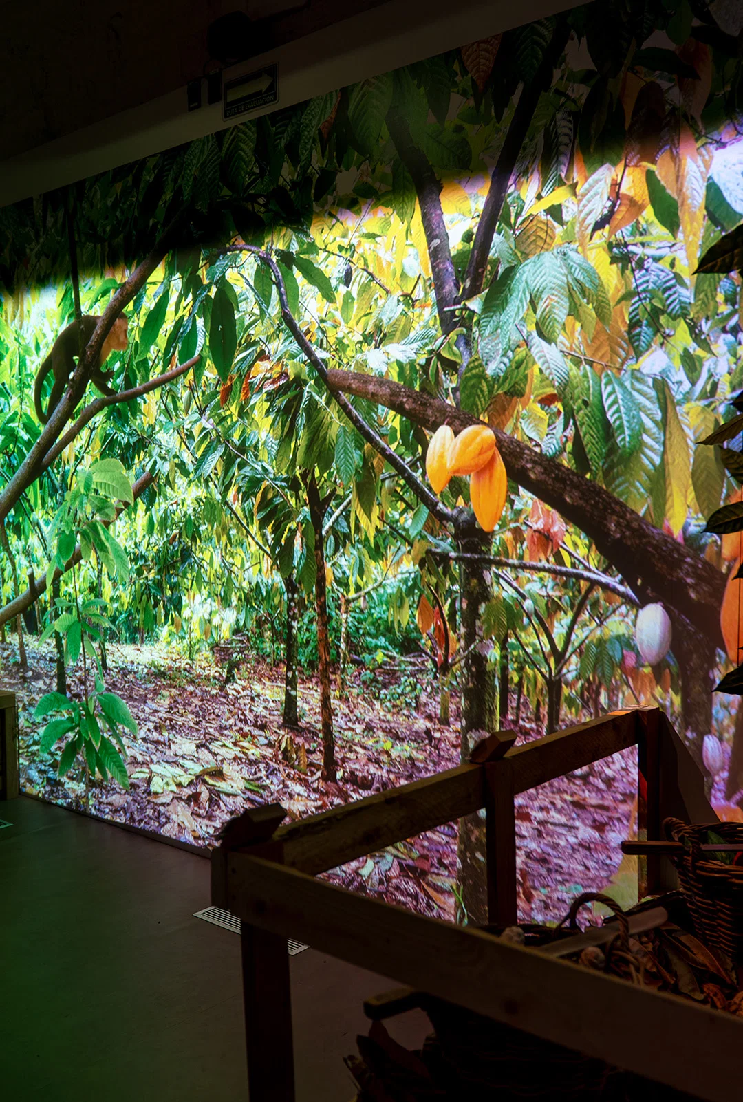 The Cocoa Tree Exhibit