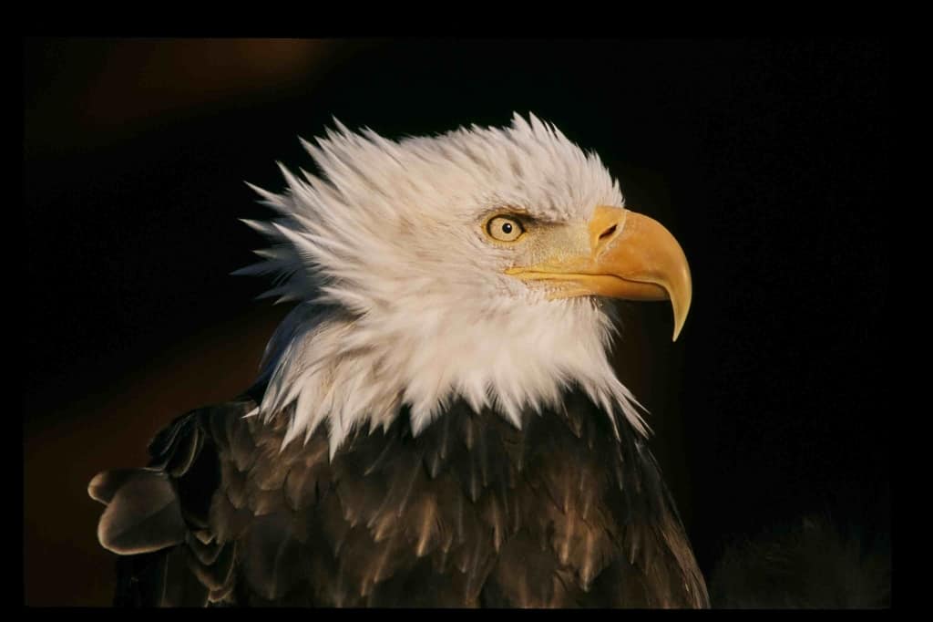 Bird of Prey Exhibit