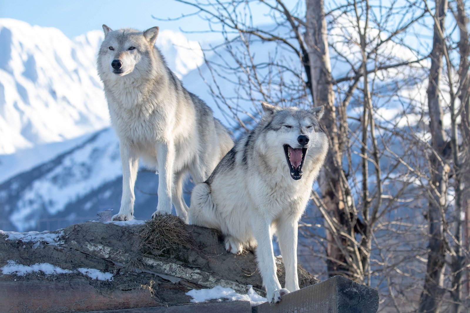 Wolf Pavilion