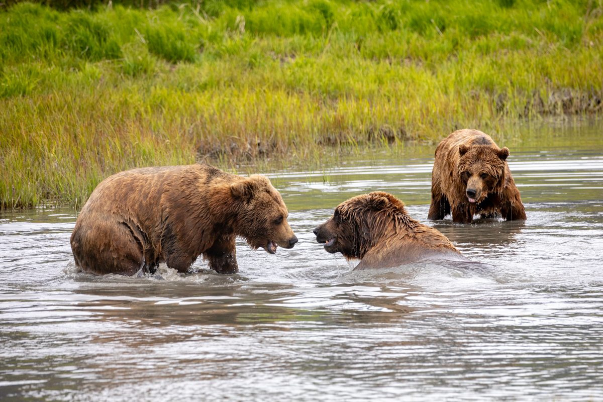 Brown Bear Habitat