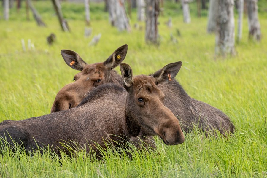 Moose Viewing Area