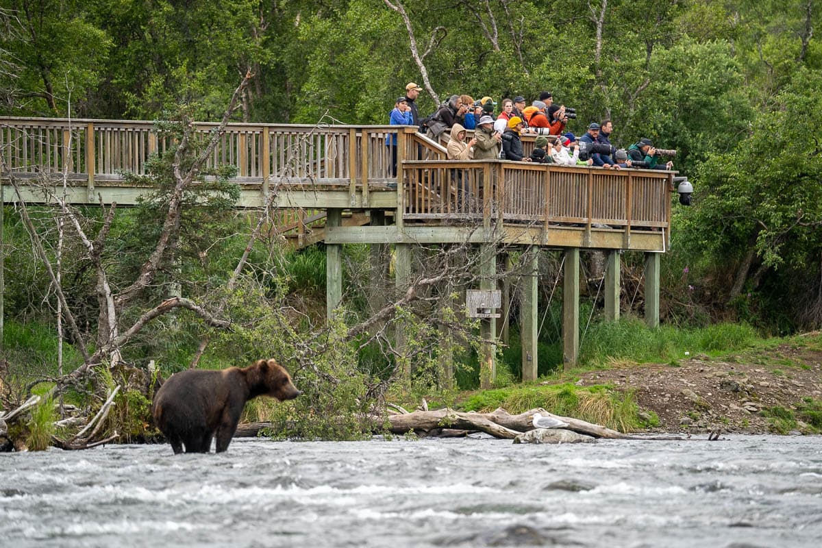 Turnagain Arm Wildlife Tour