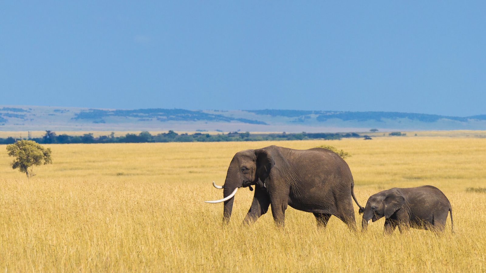 Kilala Plains