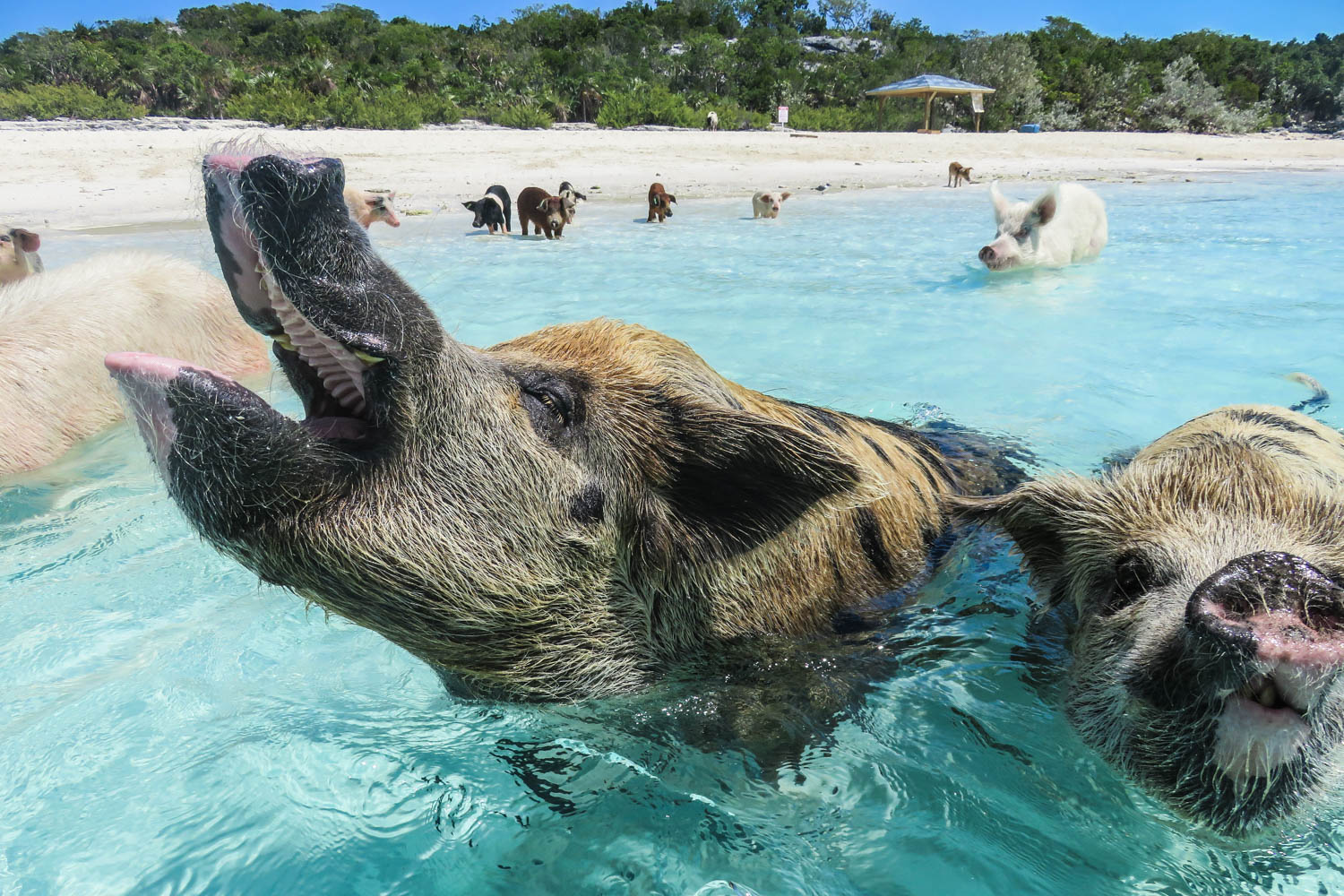 Pig Beach