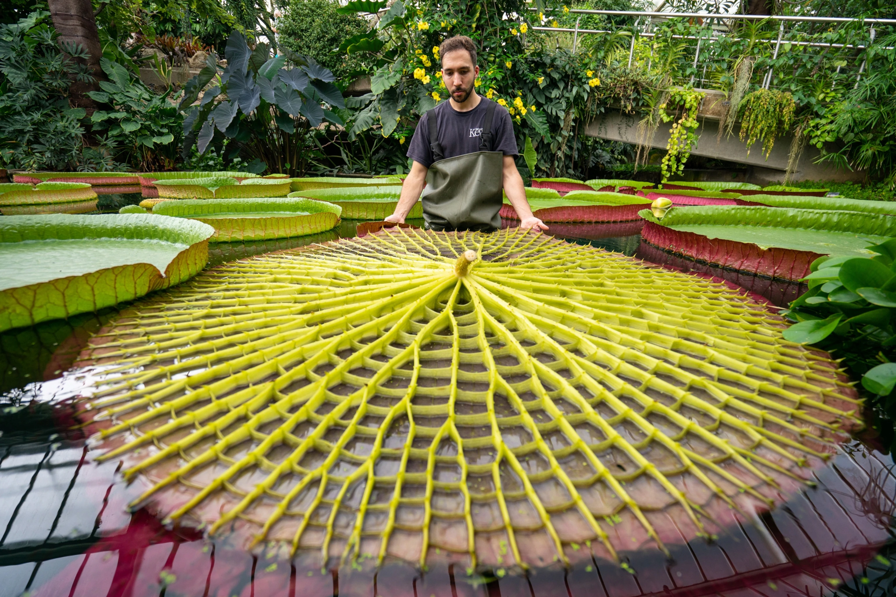 Victoria amazonica Ponds