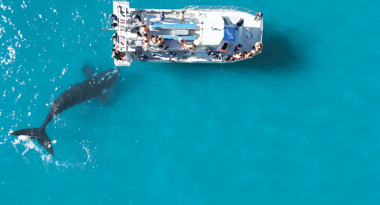 Whale Watching Puerto Madryn