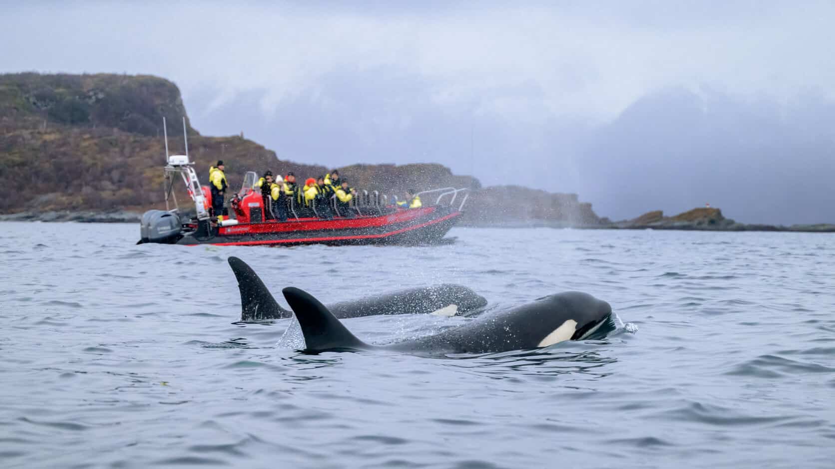 Whale Watching Alta