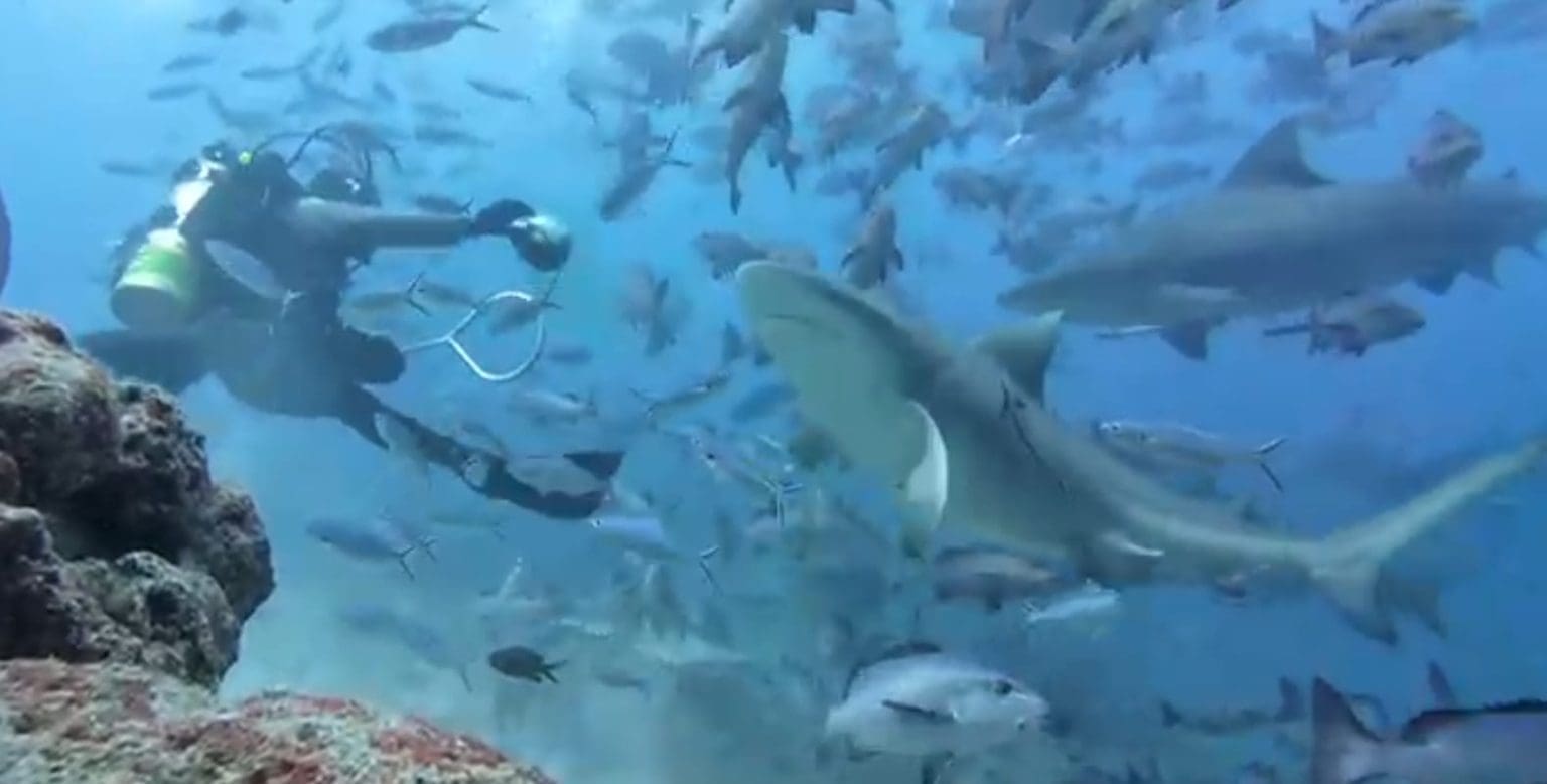 Swim With Sharks Fiji