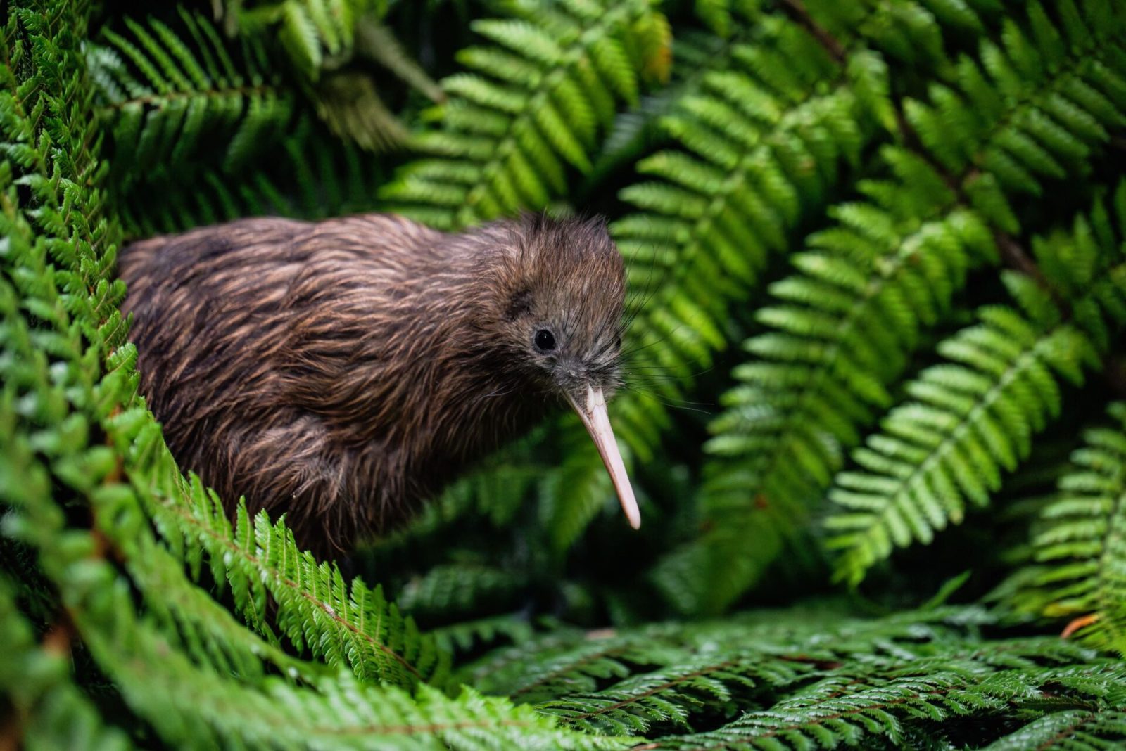 Kiwi Conservation Centre