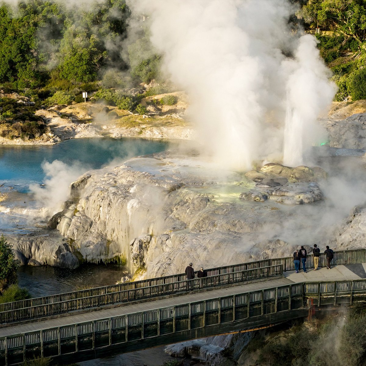 Auckland to Rotorua Tour