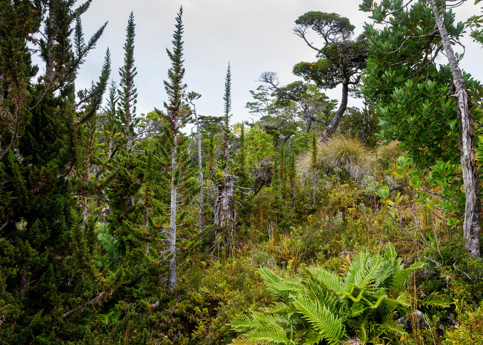 Magellanic Forest