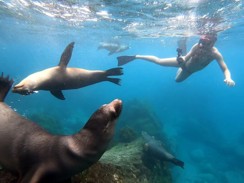 Santa Fe Island Tour