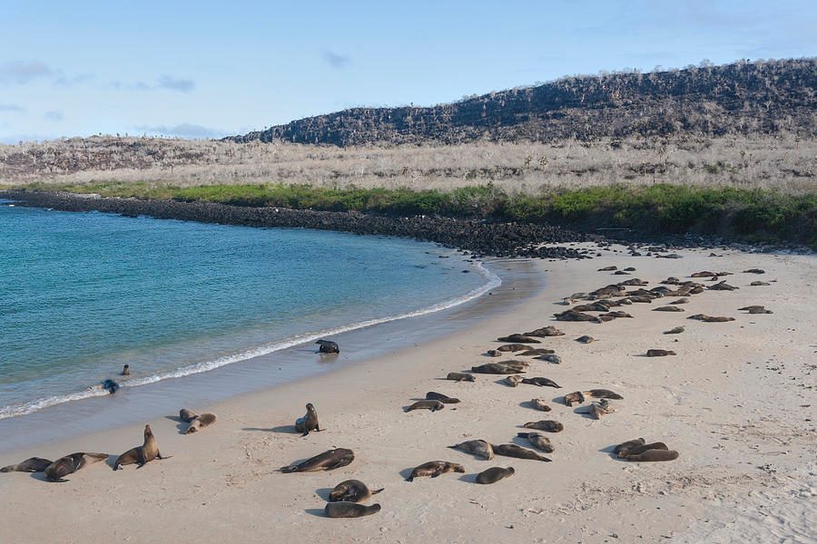 Sea Lion Colony Rock