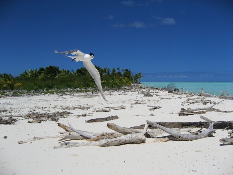 Bird Island (Motu Tahuna Iti)