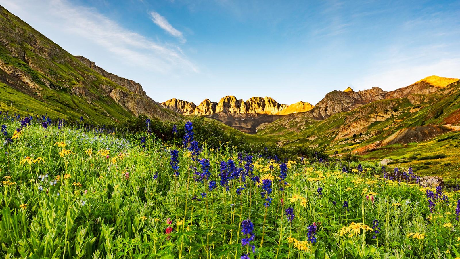 Alpine Wildflower Meadows