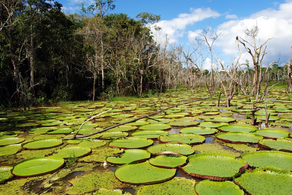 Janauari Ecological Park