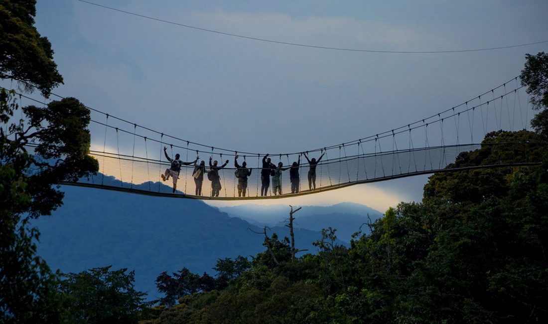 Guided Canopy Walk