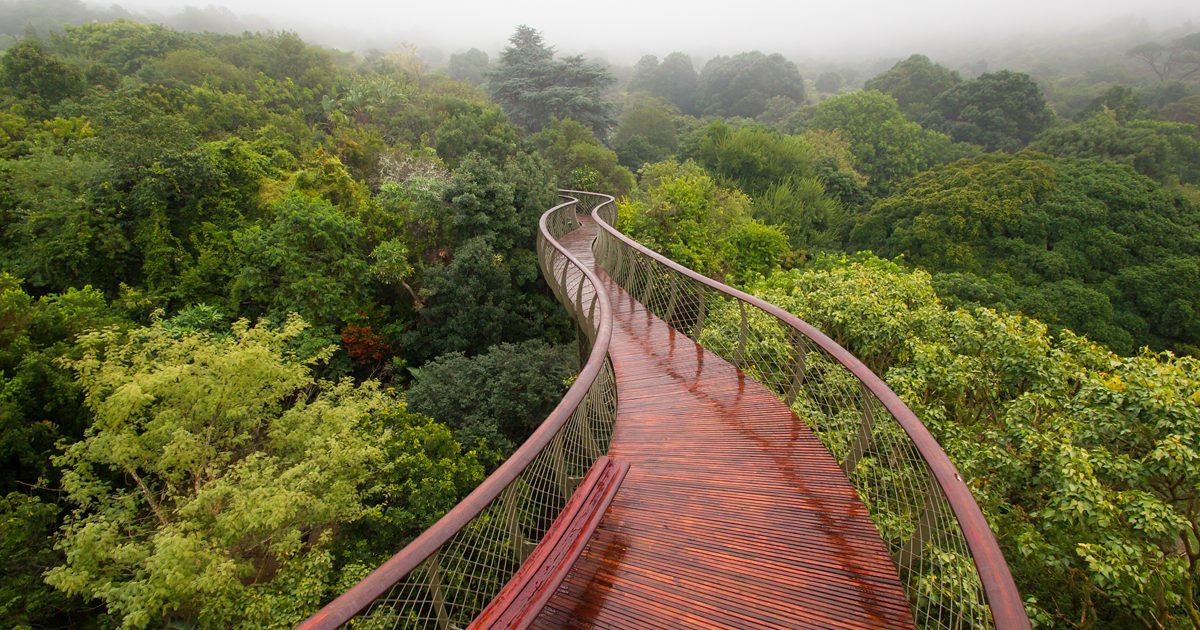 Canopy Walkway
