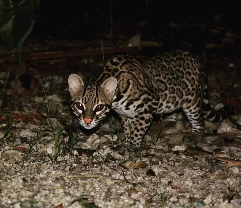 Nocturnal Wildlife Hub