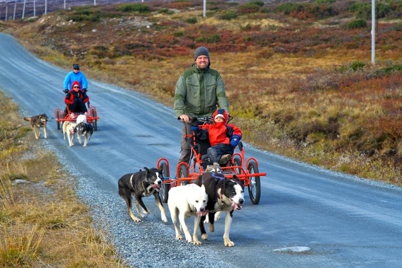 Skagway Dog Sledding Tour