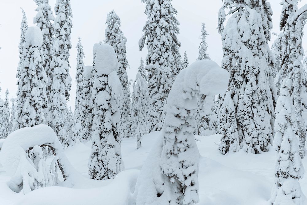 Tykkylumi Spruce Corridor