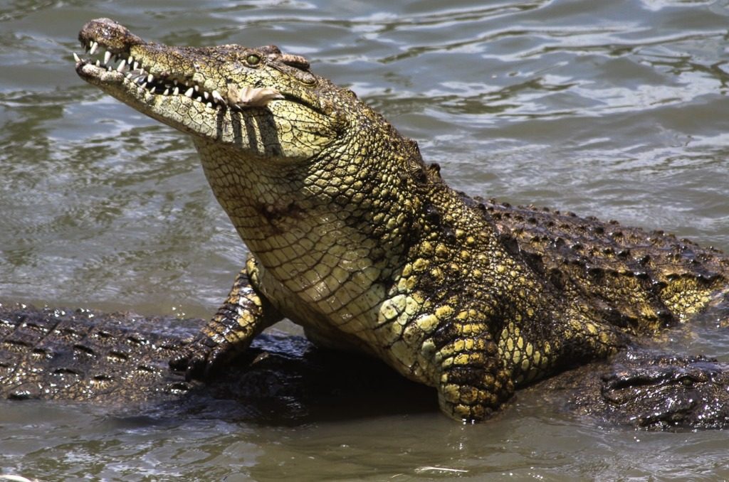 Reptile Park