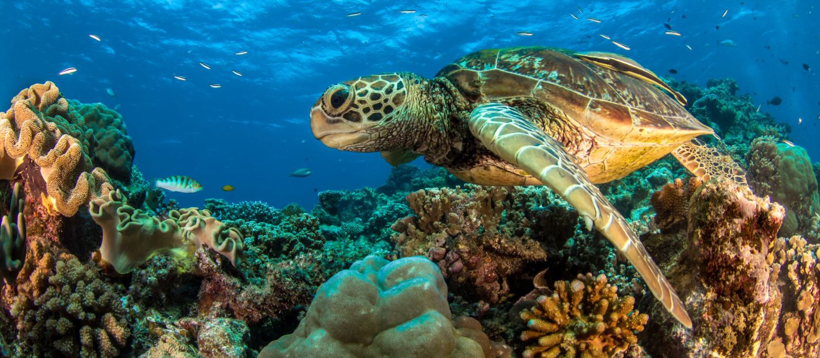 Turtle Interaction Zone