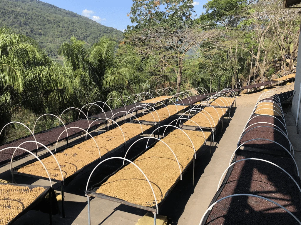 Coffee Drying Beds