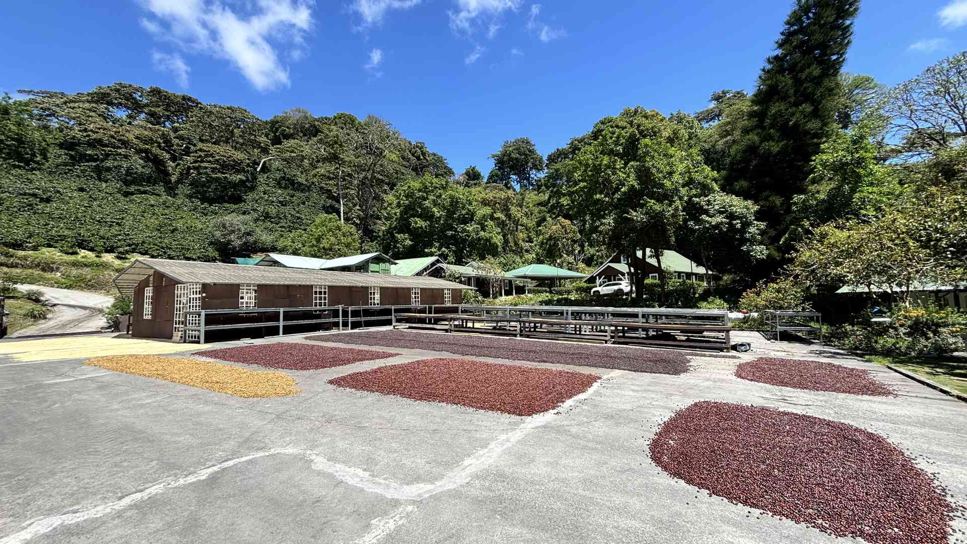 Processing Patio