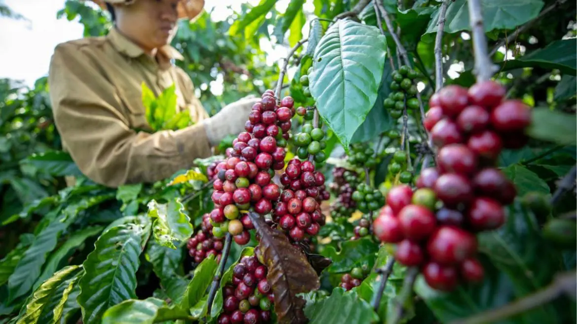 Coffee Plantation