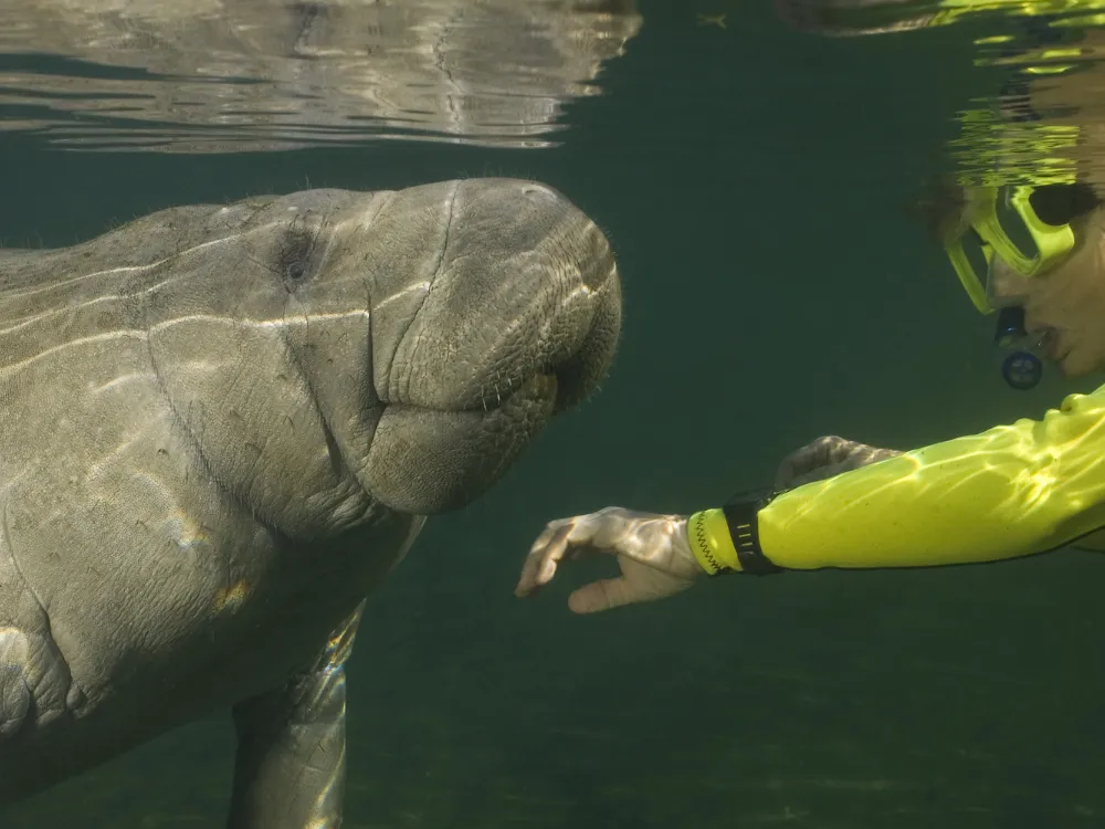 Orlando Manatee Tours