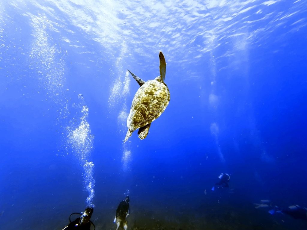 Turtle Cove