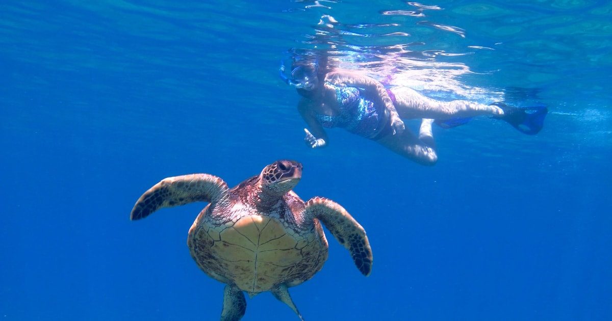 Turtle Town Mid-Channel