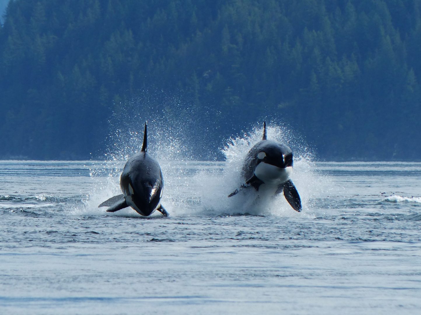 These whales are the most exciting to watch due to their active marine mammal hunting behaviors.